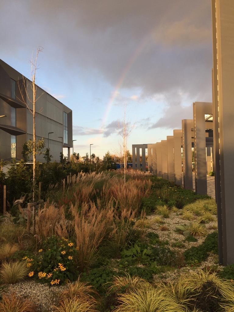 DanielleJPercy's tweet photo. A heavenly seal of approval 🌈🌈🌈 for our maturing rain gardens @CamSciencePark  Transport Plaza #BidwellsUDS @Bidwells @SDCBuilders @ScottBrownrigg https://t.co/JlNzCqjHDJ