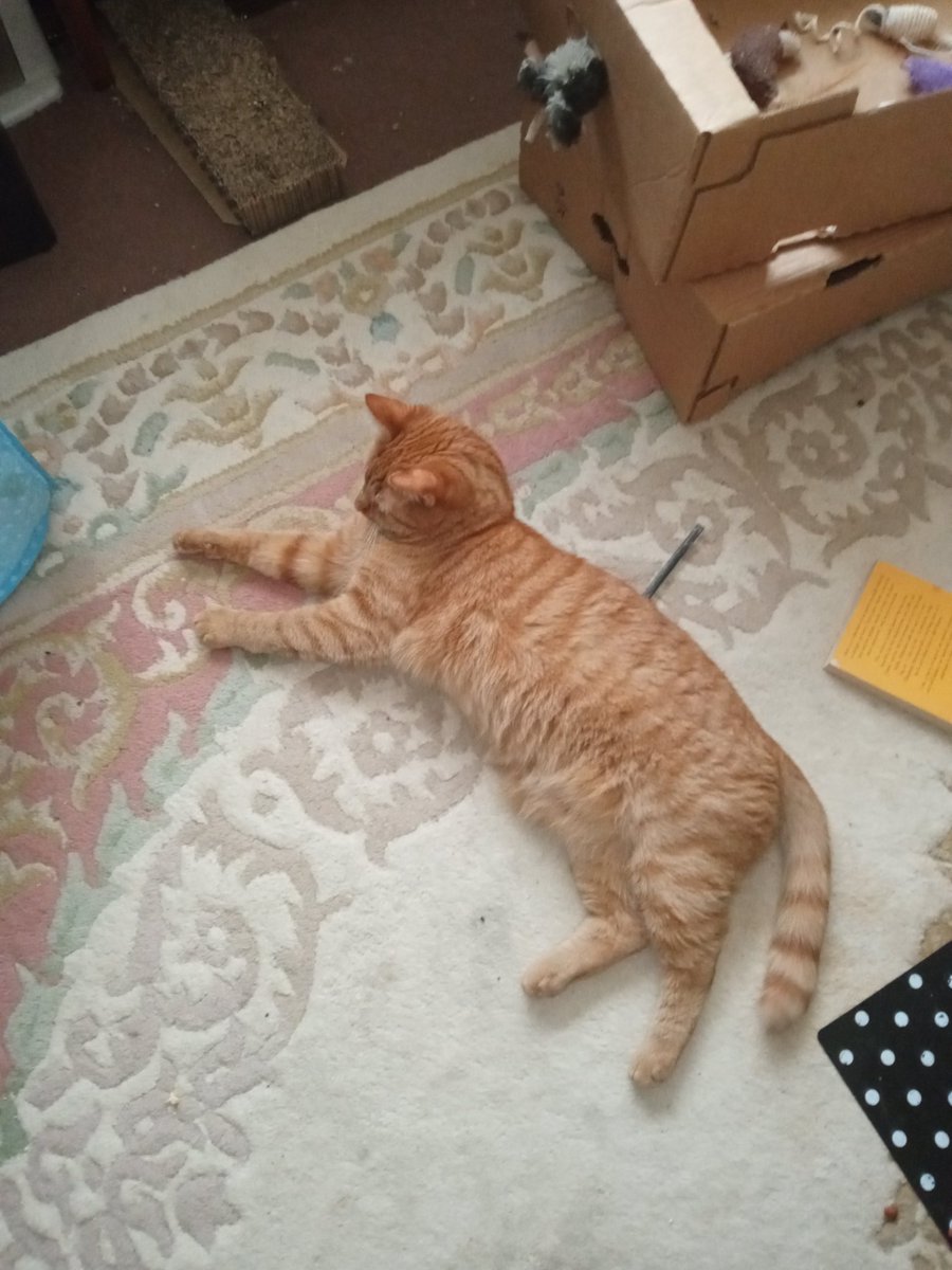 AlanDaffern's tweet photo. @MrMoustacheCat @VitCza @nesjloch @RosieRoseLA @Flospots @MissytheB @duchess_meow #Mogyog posse de #strench https://t.co/5Hj0MVyDJu