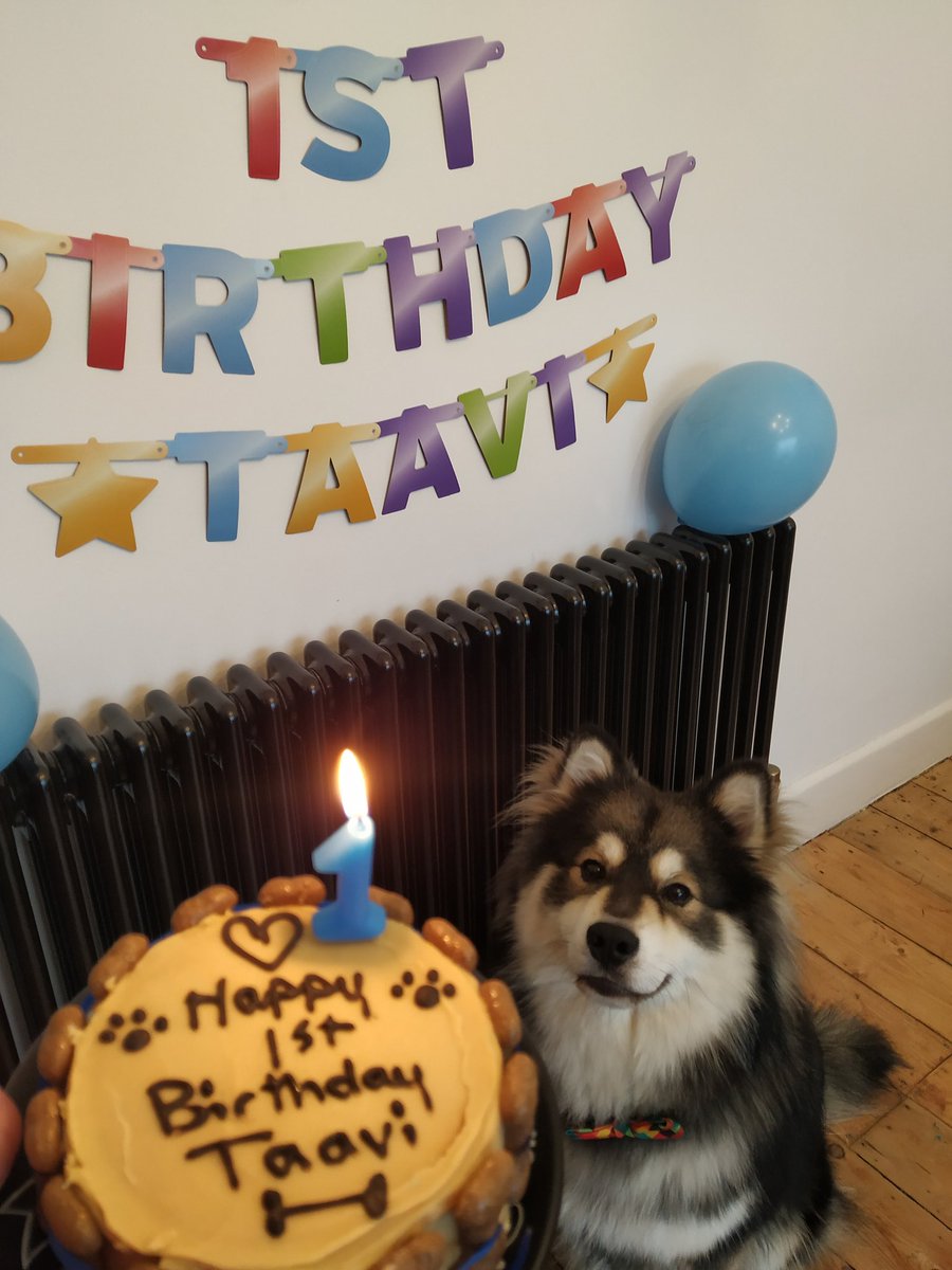 RebeccaAddey's tweet photo. Happy 1st birthday to our happy little pup 🎂🥳 You've changed so much in the last year 💕 https://t.co/f1leC9FEmE