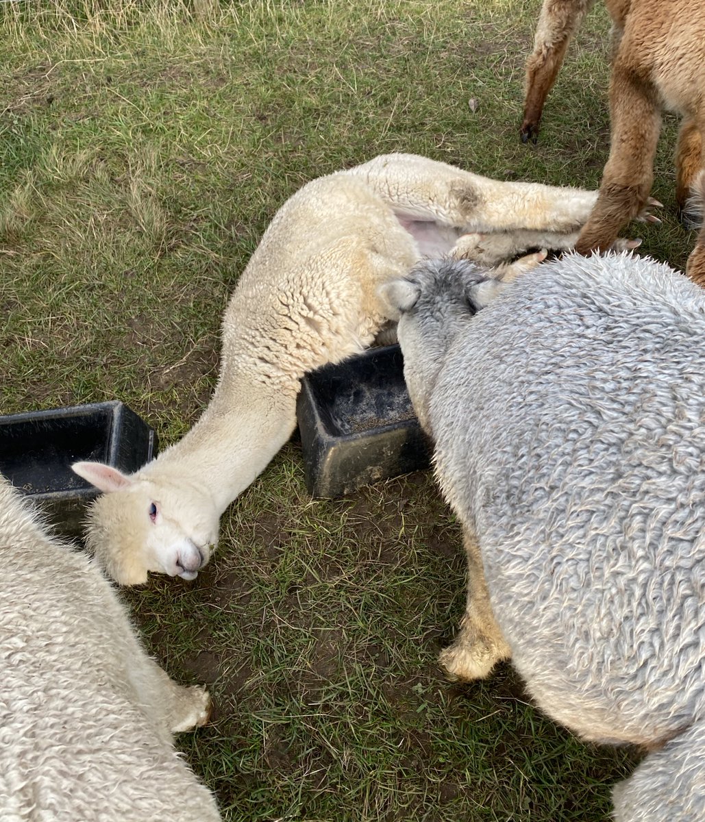 BarnacreAlpacas's tweet photo. You are supposed to eat from the trough Ellen, not play dead next to it! https://t.co/VP1fZ6FrNV