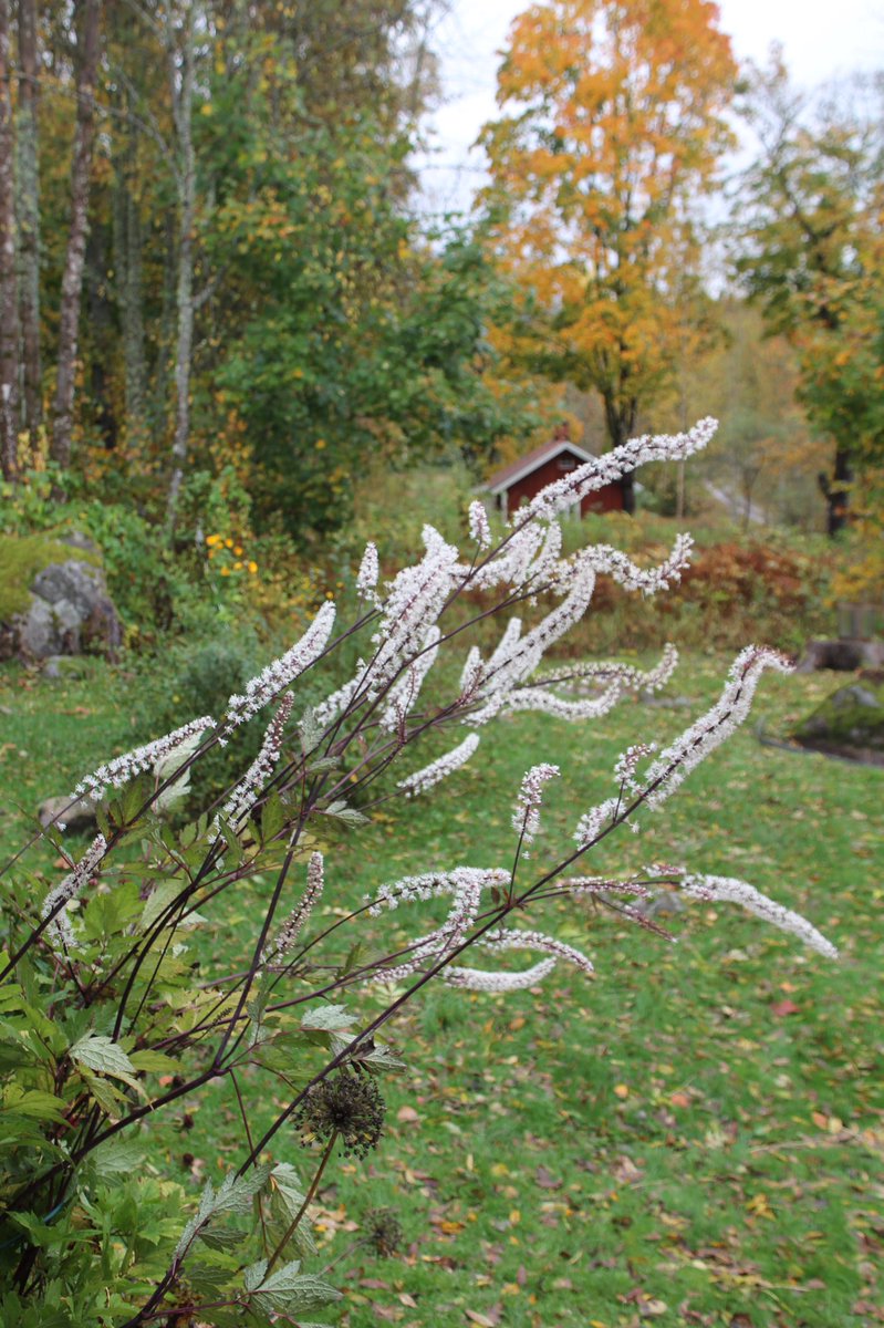 jannibele's tweet photo. Wow! My #Actaeasimplex has really grown big this year. A hardy and late bloomer in the autumn garden. #baneberry #bugbane https://t.co/YnNSD5zGII