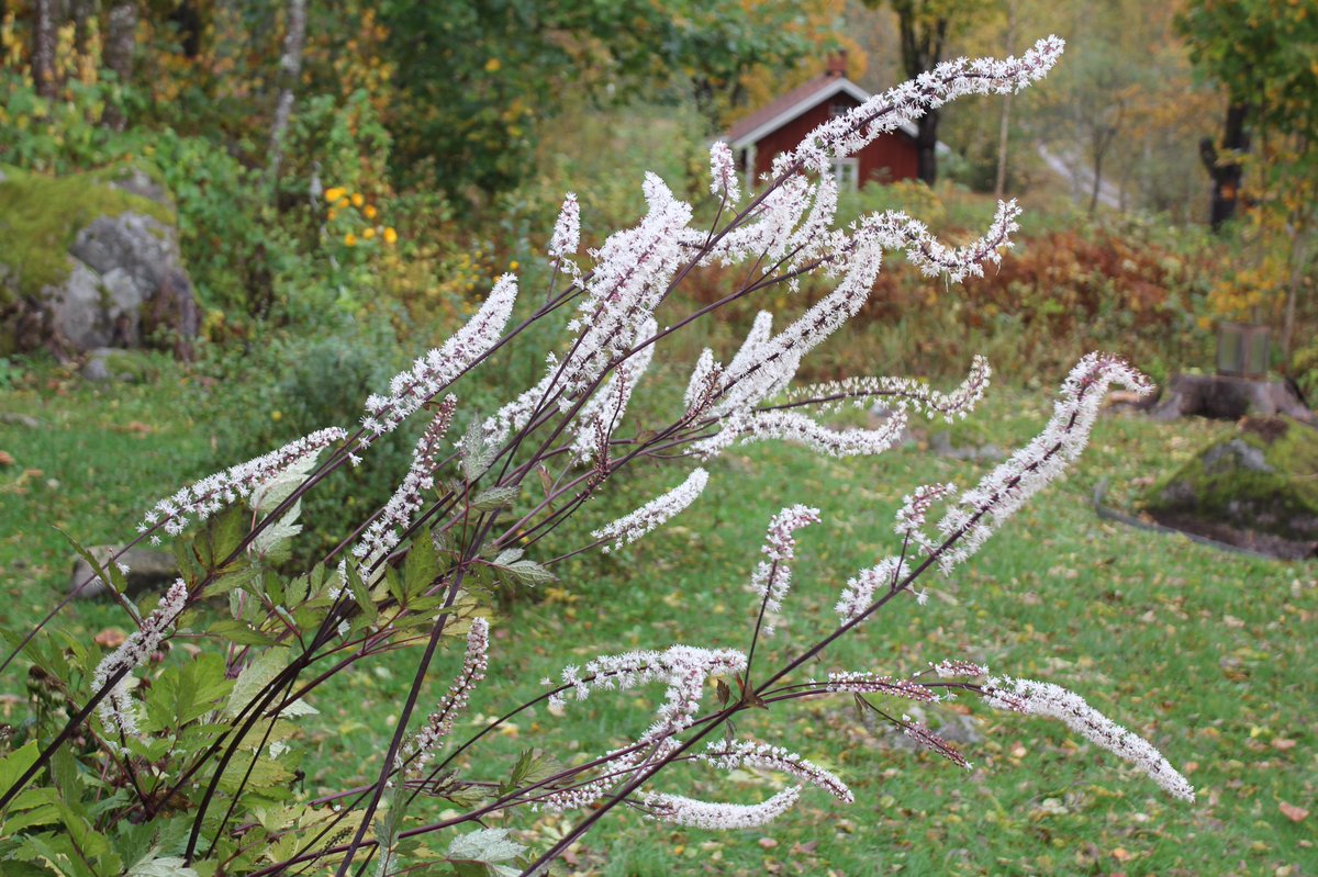 jannibele's tweet photo. Wow! My #Actaeasimplex has really grown big this year. A hardy and late bloomer in the autumn garden. #baneberry #bugbane https://t.co/YnNSD5zGII