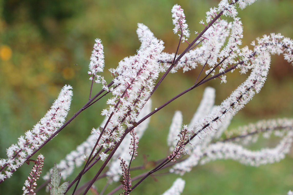 jannibele's tweet photo. Wow! My #Actaeasimplex has really grown big this year. A hardy and late bloomer in the autumn garden. #baneberry #bugbane https://t.co/YnNSD5zGII