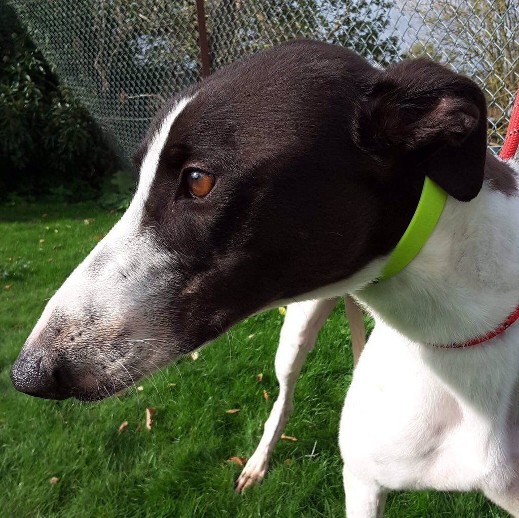 RetGreys_Cbury's tweet photo. Meet Reno👋a young lad looking for a comfy sofa,at 2 yrs old he is still a baby 💛Reno would love to get that call so please phone Brian / Steve on 07783. 367032 Thank you ...👍#RetiredGreyhoundsCanterbury #GreyhoundsMakeGreatPets #Adopt #NewLife 💛 https://t.co/xo2Vd9Ubfu