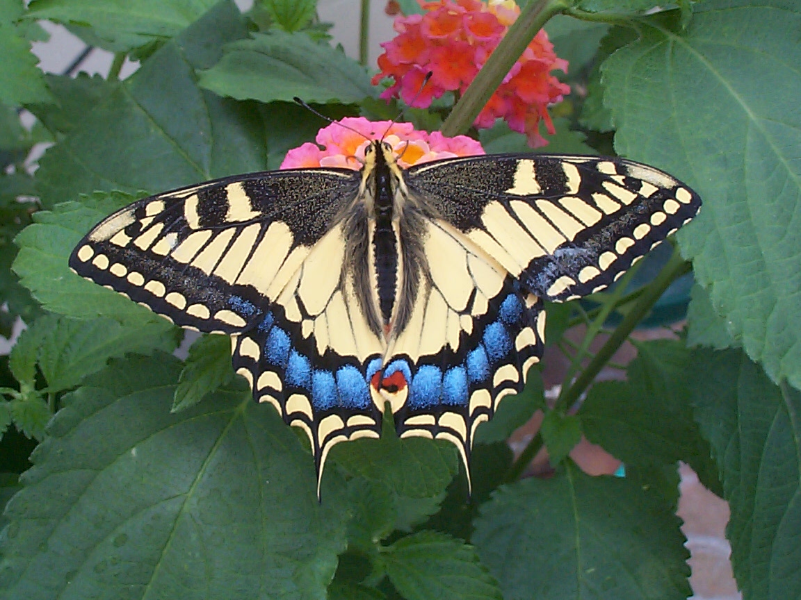 Students (grad or undergrad) studying Lepidoptera can apply for research funding from <a href="/TheLepSoc/">TheLepSoc</a>, deadline January 15, 2021. Application is on the awards page for the Society lepsoc.org/content/awards. Contact Shannon Murphy (email address on the application) with any questions!🦋