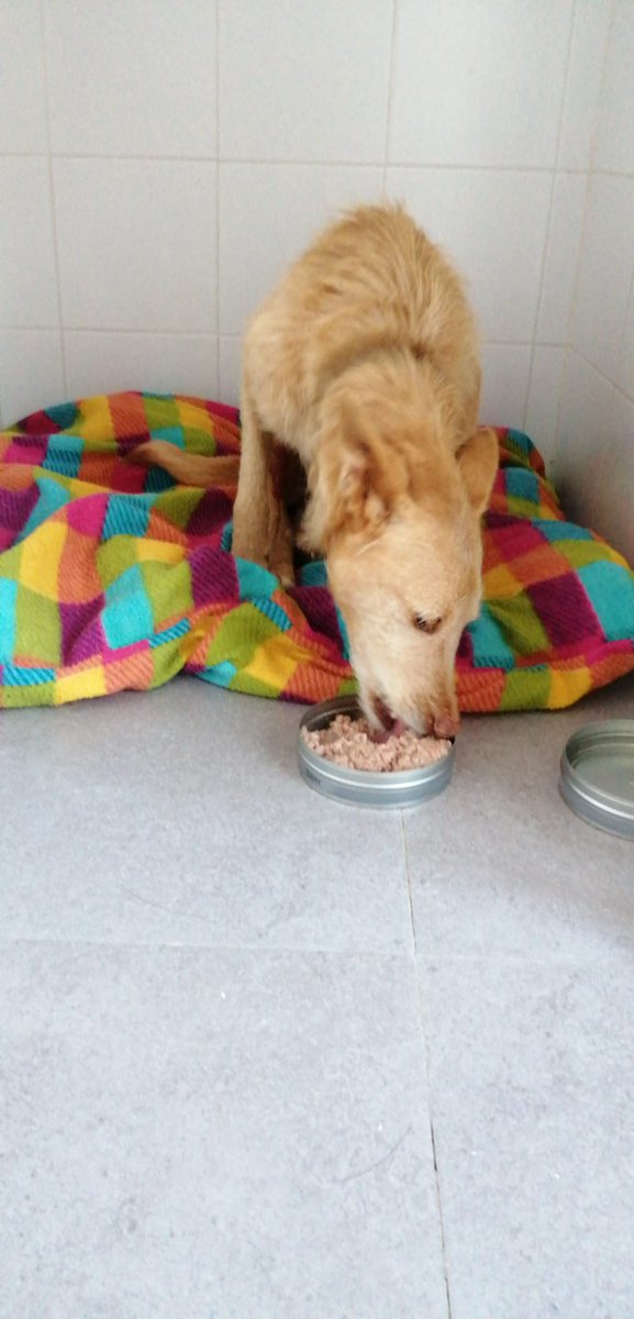 Por favor, un RT no cuesta nada.
Pompa es una podenquita muy muy buena que ha sufrido mucho y merece tener un hogar y una familia que le de mucho cariño.
Si puedes ayudarla y quieres darle una oportunidad contacta con nosotros por MD o 📞722 19 08 95 🙏🥺🙏
#AdoptaNoCompres