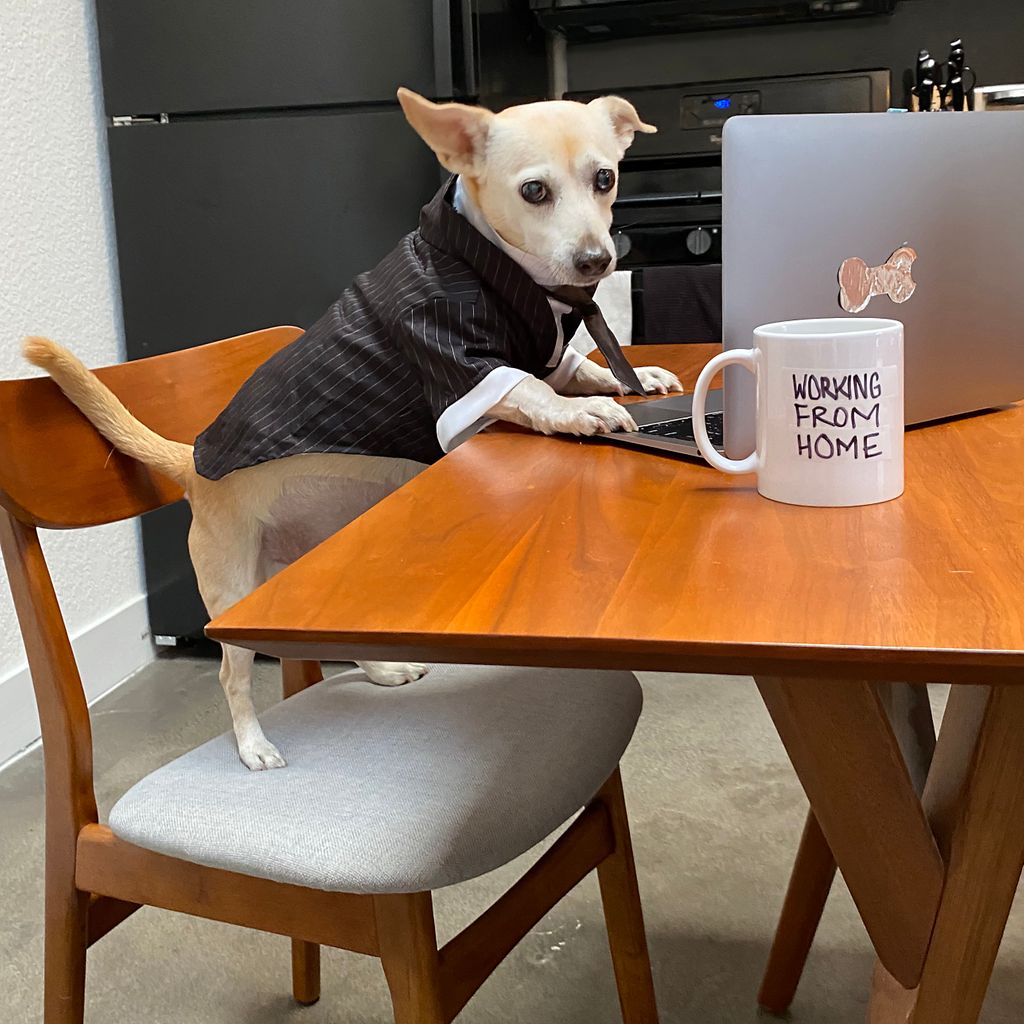 dogsocialclub's tweet photo. Urbano understands that #WFH life. Please, don't ask him to stand up. He forgot his pants today. You get it. #dogsofzoom #barkingfromhome https://t.co/bgRjpkjAiC