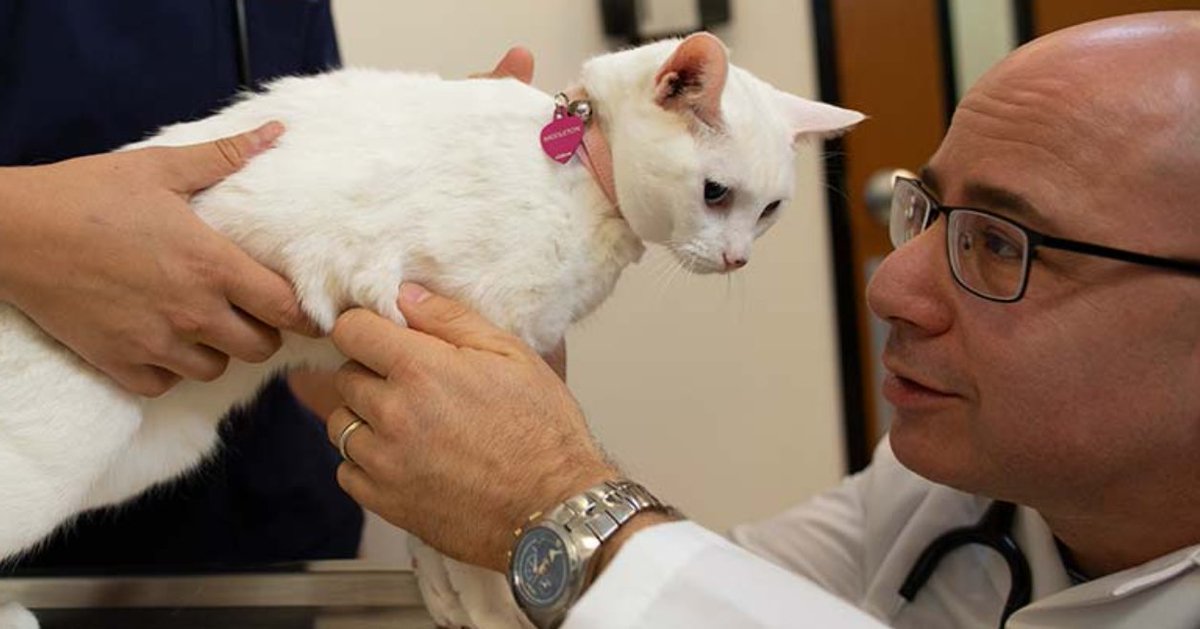 DVMRecruiting's tweet photo. At Banfield, we do everything we can to provide the best pet care possible. We caught up with Dr. Ari Zabell, head of client experience, to discuss his approach to optimizing the client experience. Read more: https://t.co/9VahgjLb7o  #bandfieldcareers #bhere #petcare https://t.co/MWrvh2xDPX