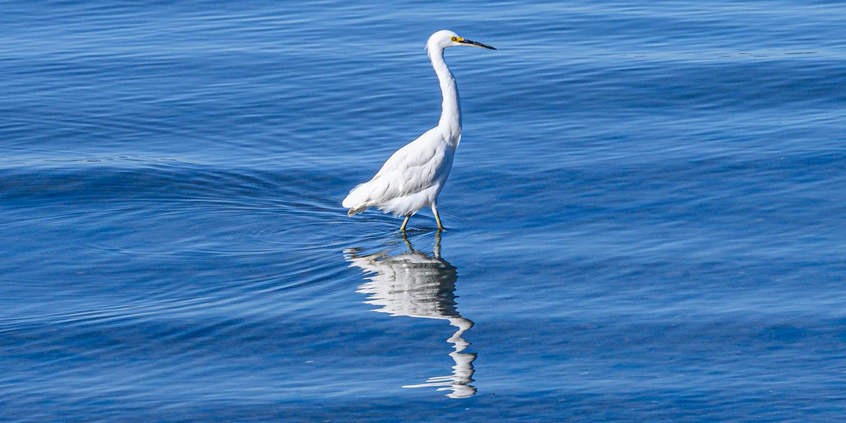 SFBaykeeper's tweet photo. A moment of tranquility for y'all from Richmond's #PointMolate 

And also please #VOTE ! Polls close at 8pm in CA #Vote2020 https://t.co/VwBbbxxcyB