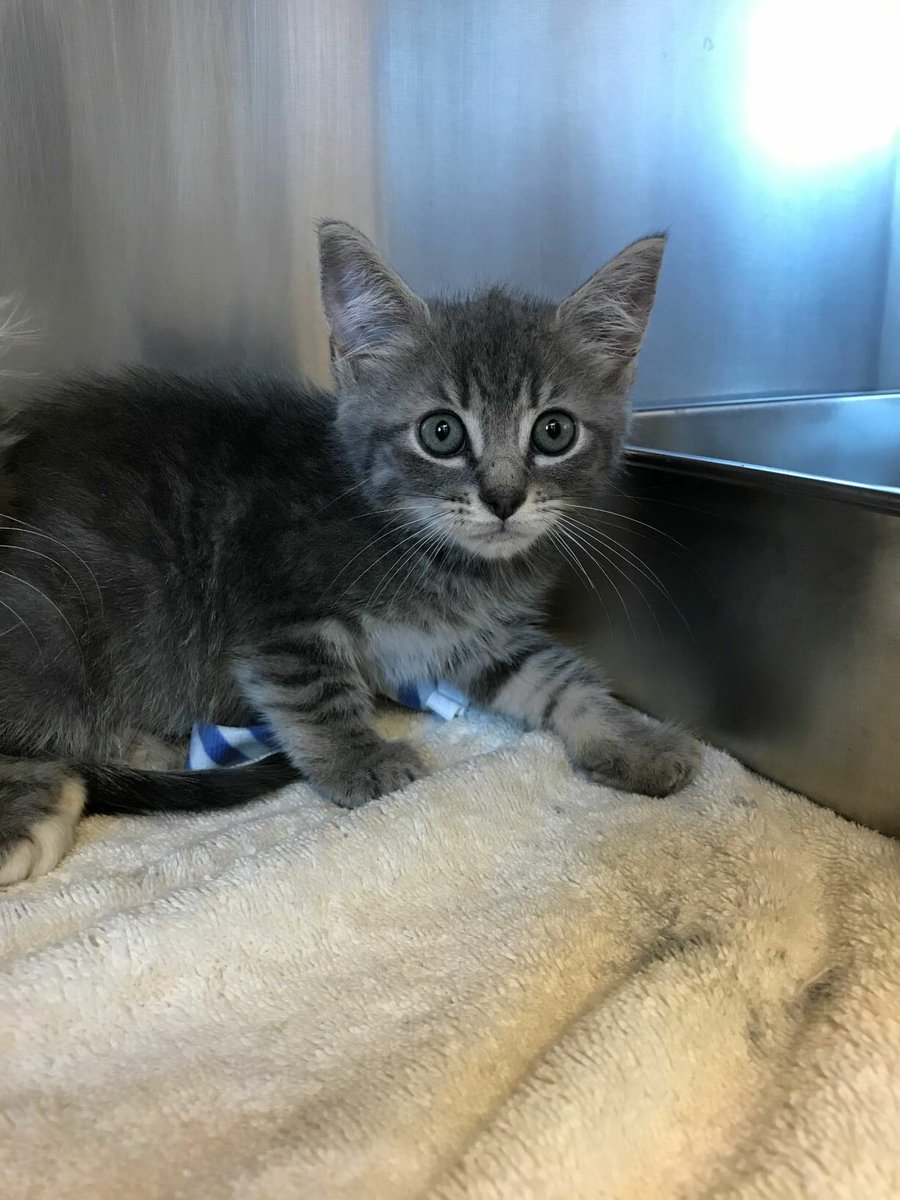 @paws4ever_nc is our November #brewingneighbor partner, which usually means donations and fundraising. On this...unusually tense election day, let's just look at adoptable kittens...this is Berry
