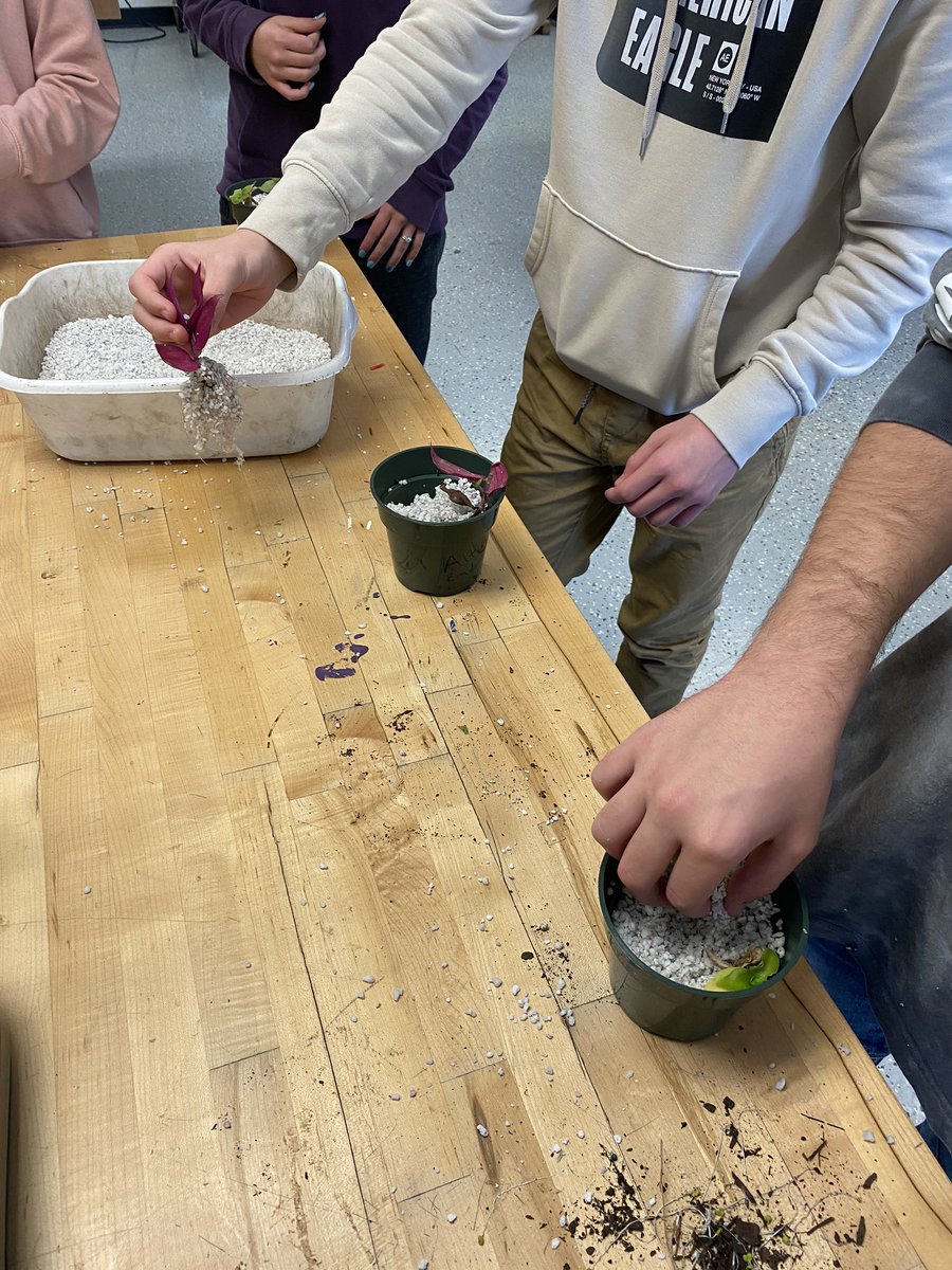 AndyDardini's tweet photo. Intro to Ag students transplanted the cuttings they propagated before break today. Look at those roots! #ThisIsLCSC #WeAreLHS https://t.co/djzIjagpyJ