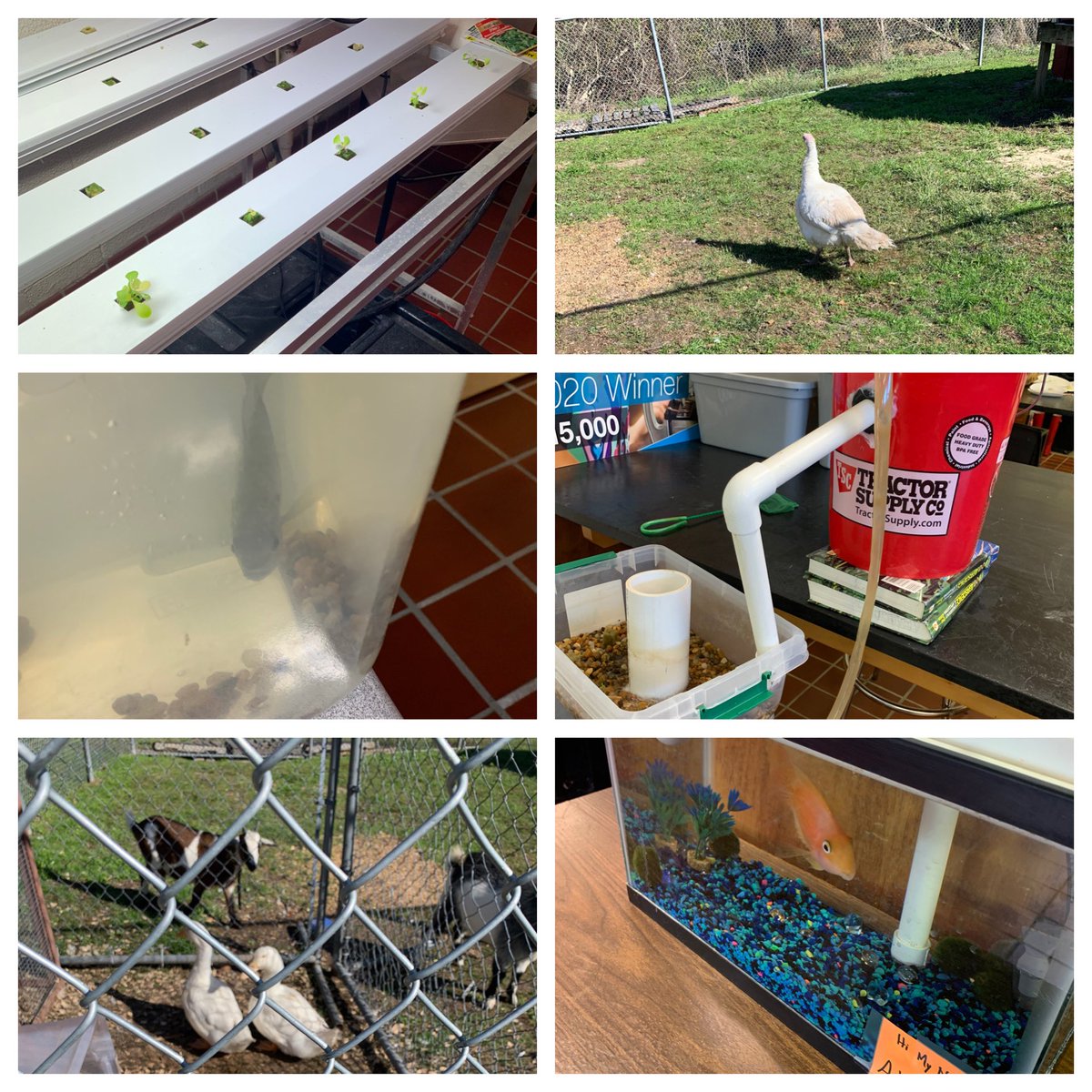 Visit our Ag program for a few mins. Aquaculture, our rescued ducks, hydroponics, our goats!!! And the poultry- chicks are hiding. ⁦<a href="/pqpiratepride/">Perquimans High</a>⁩ ⁦<a href="/pqschools/">Perquimans Schools</a>⁩ ⁦@lifestrapestry⁩ #EveryChildEveryChanceEveryDay