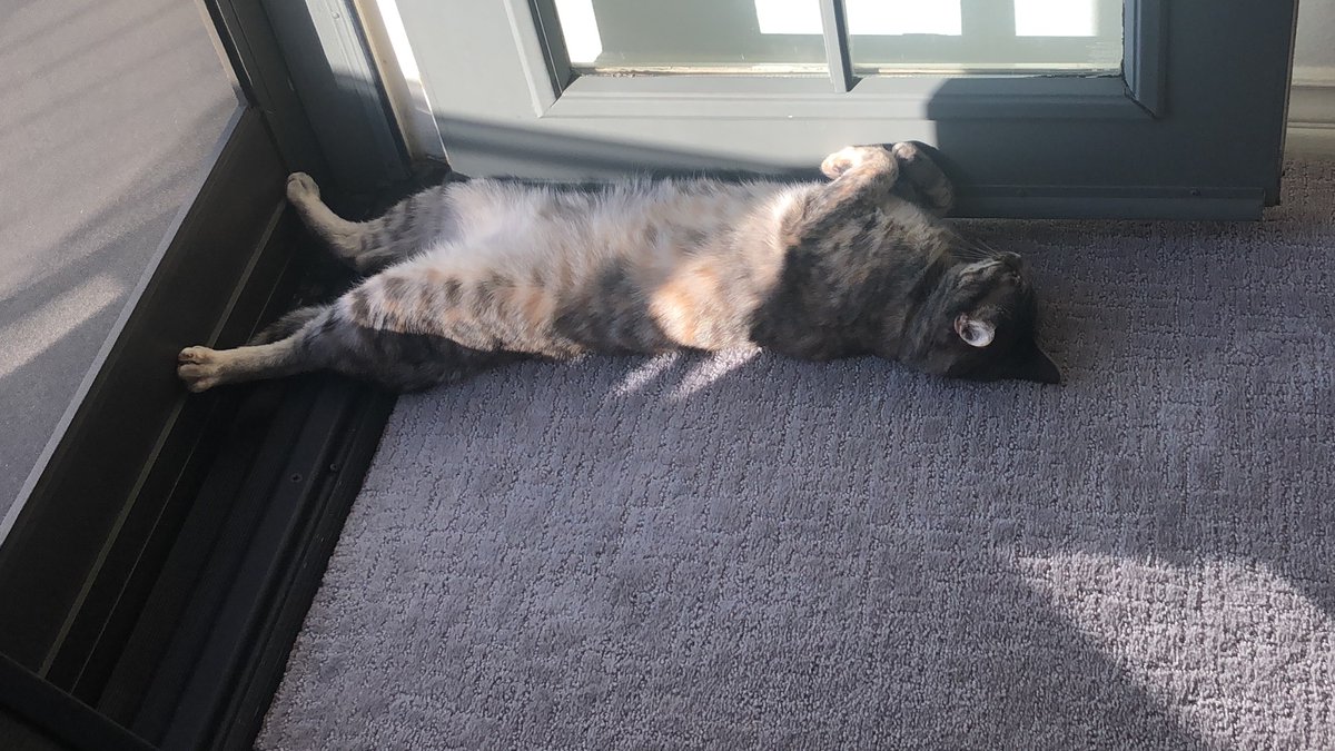 Sarah Soifer tweet media