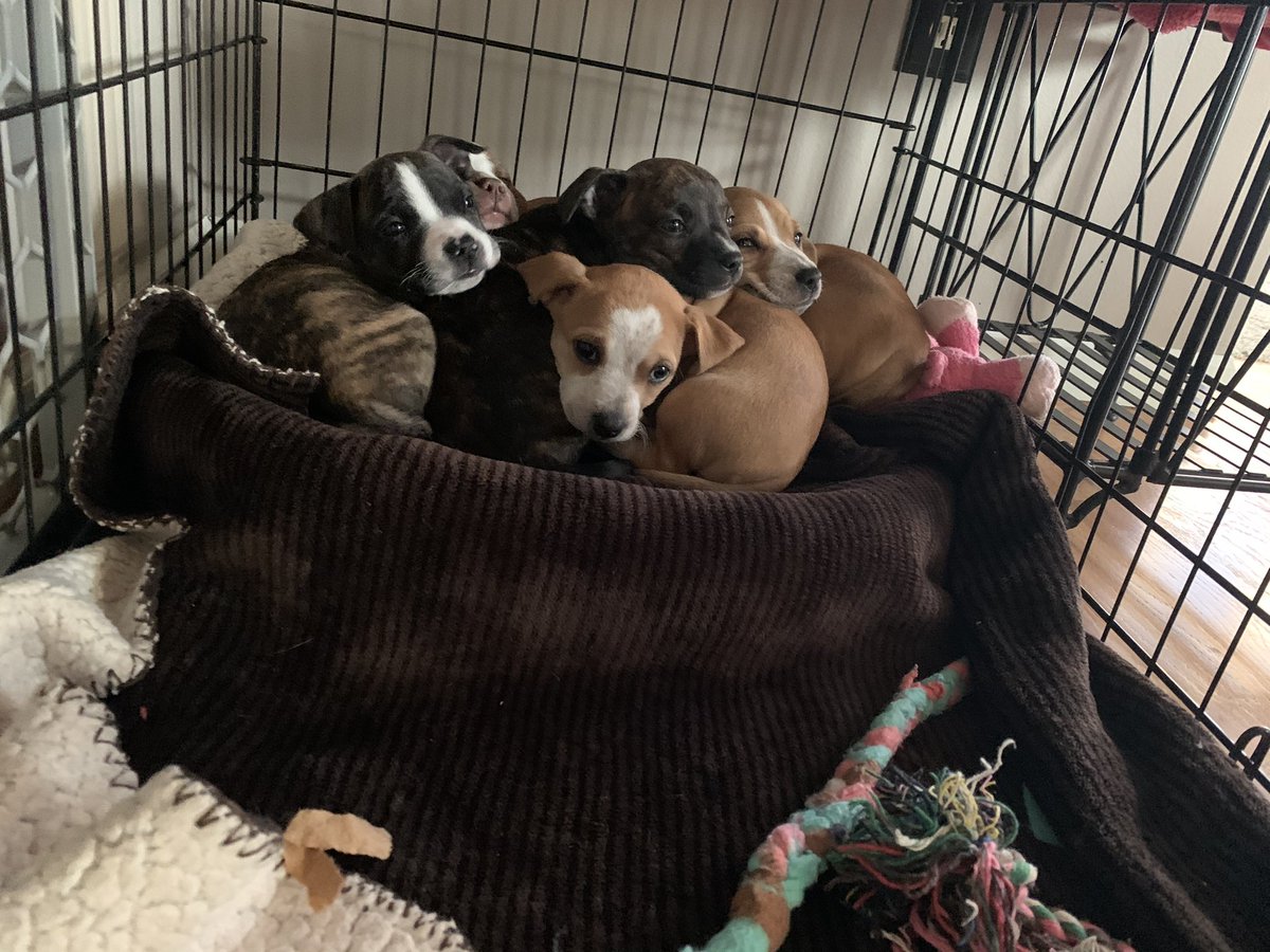 Dieder56's tweet photo. Since everything in the world pretty much sucks, here’s something that doesn’t. These little guys will be ready for their forever homes soon. @TailsRescue to find more info shortly https://t.co/pBQkEraWZ8