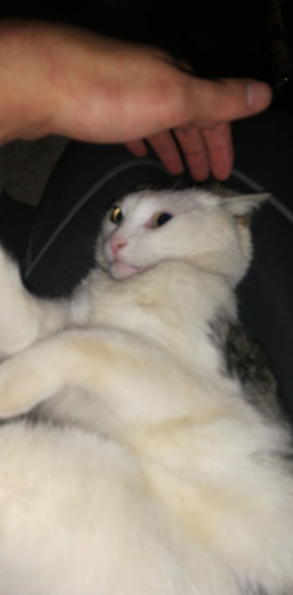 FabRolce's tweet photo. So my crazy cat made a meme worthy pic tonight 🐈😂 https://t.co/pnXagnVgDU