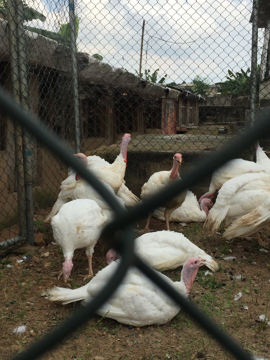 LightFoods_ng's tweet photo. #Throwback to the first time we bred giant Turkey @LightFoods_ng in 2017.
Those birds weight between 10kg to 13kg after processing them. 
#nostalgic 
We should do this again soon https://t.co/R1BmdrdWLz