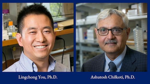 dukegcb's tweet photo. Lingchong You and Ashutosh Chilkoti are part of a $7.5M MURI grant that is using synthetic biology to change cell behavior.
https://t.co/hNuJv8hBkG
@DukeEngineering #DukeResearch https://t.co/V1GCbrike0