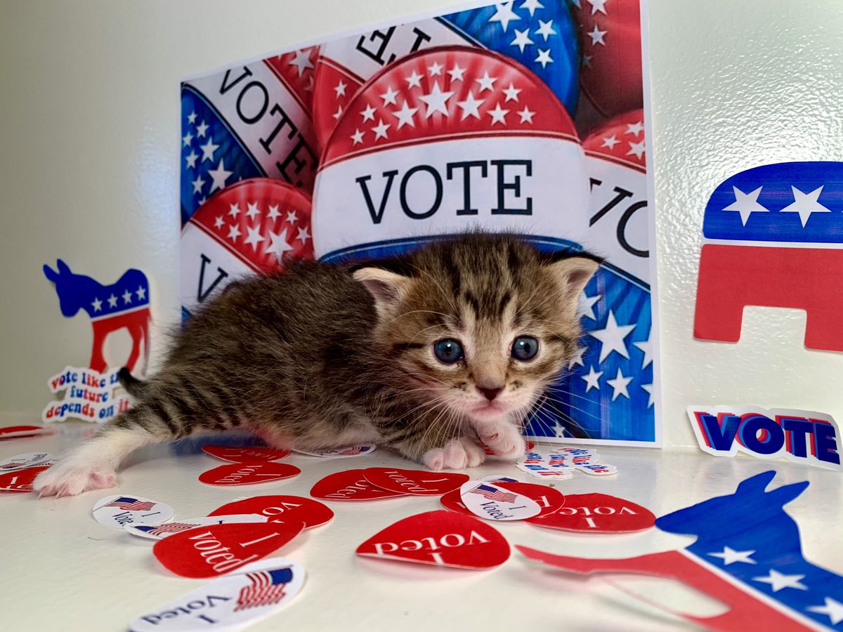 burban77's tweet photo. Our @PetHaven_MN fosters, Sidney, Dewey, and Gale want you to rock the vote. #vote https://t.co/0ZIdMHUJKN