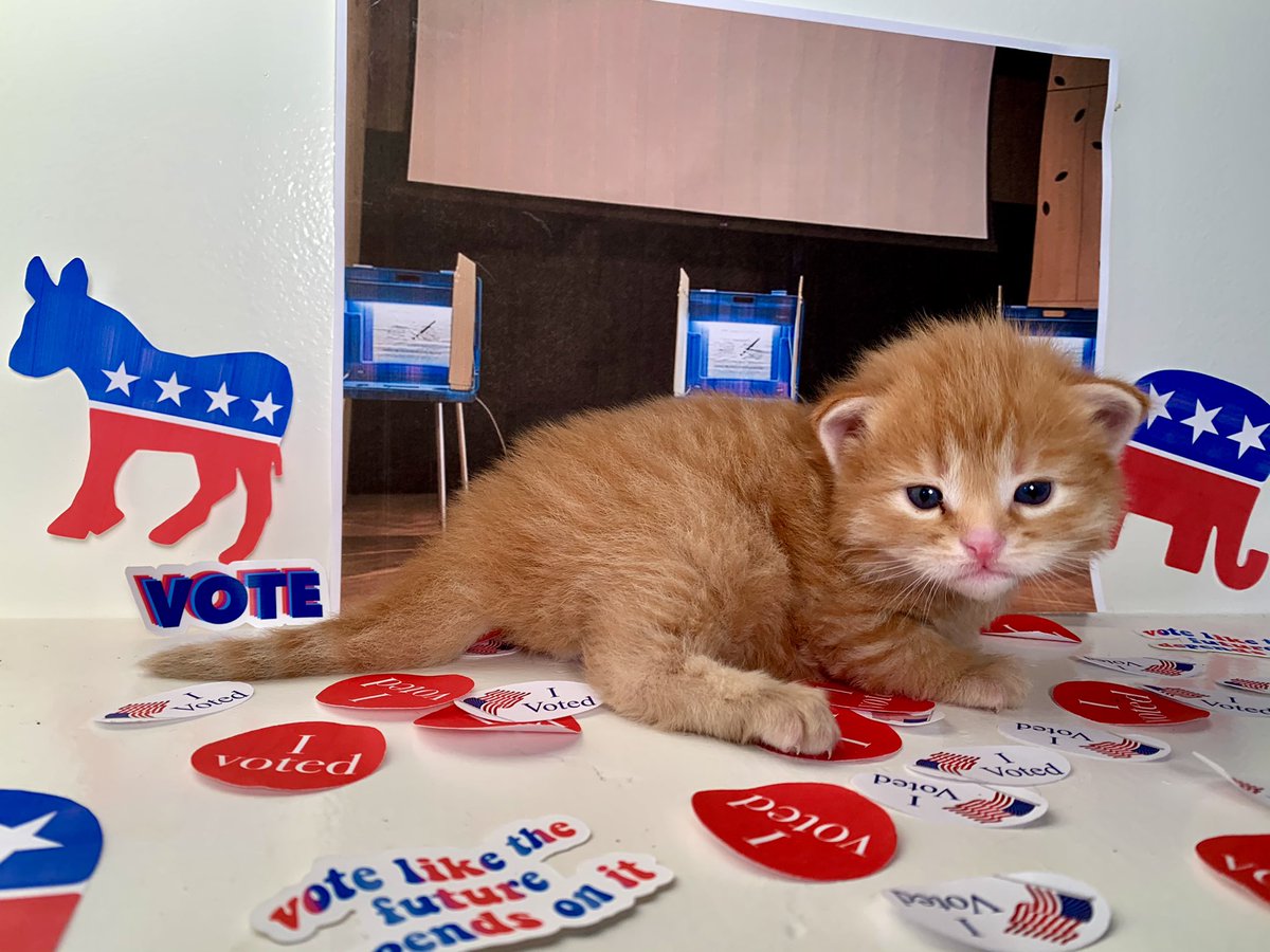 burban77's tweet photo. Our @PetHaven_MN fosters, Sidney, Dewey, and Gale want you to rock the vote. #vote https://t.co/0ZIdMHUJKN
