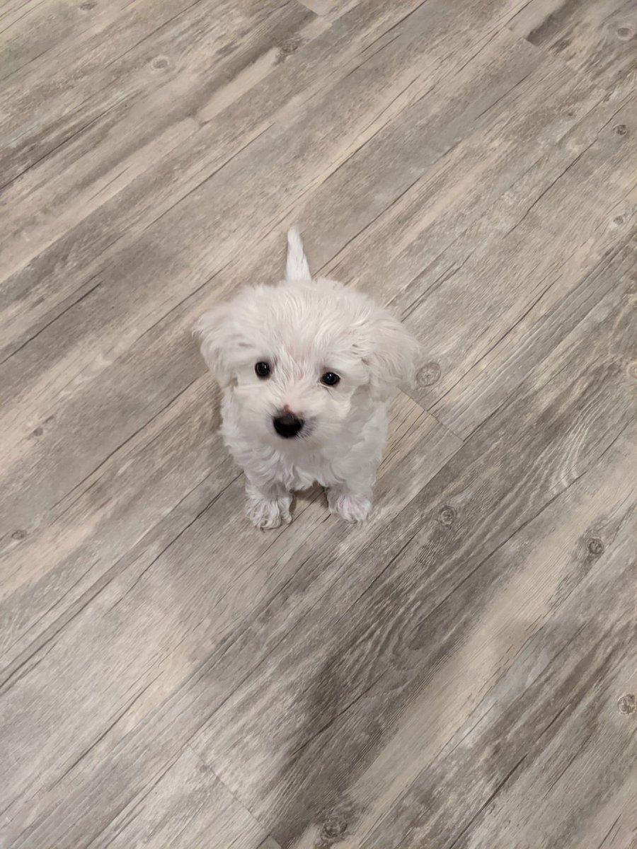 callmesathish's tweet photo. @ameliaboone Inquisitive Coco https://t.co/2fljgrviM9