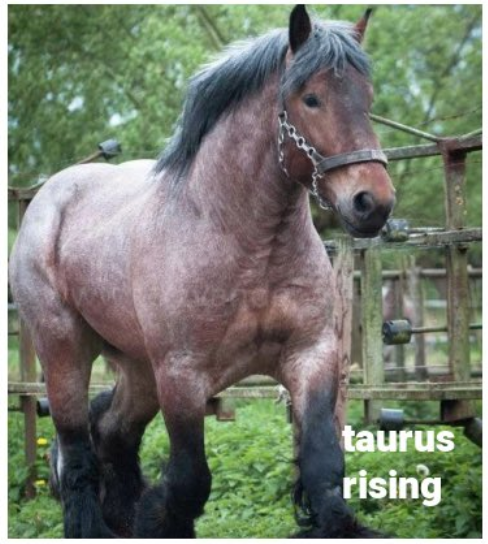 Sarah_J_Russell's tweet photo. @ro_e_m i like my beefy horse https://t.co/qfmeqrnlua