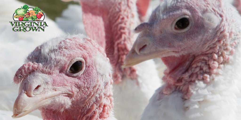 Did you know that #turkey is the number five farm commodity in #Virginia, netting $258,466,000 in cash receipts? #VirginiaGrown 🦃