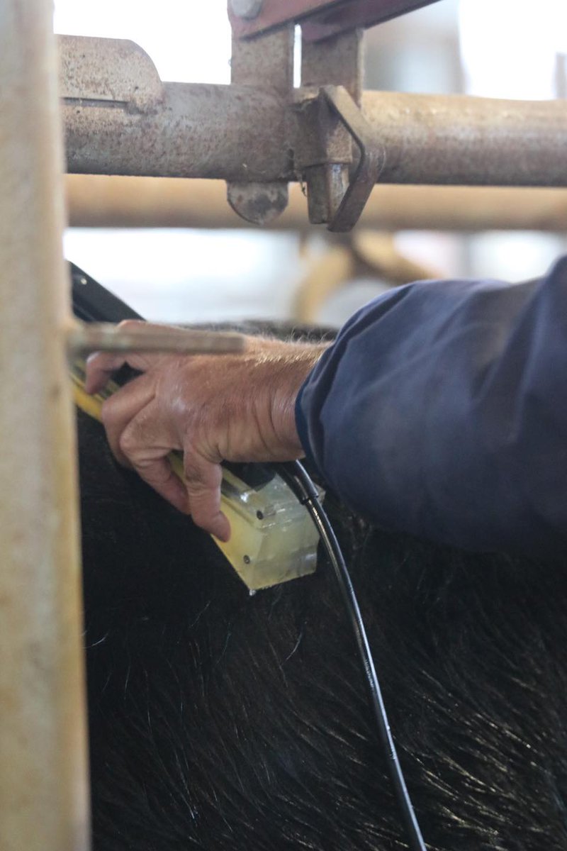 AnimalScienceUA's tweet photo. Last week, the Department of Animal Science hosted the Young Cattlemen's Leadership Class that featured numerous presentations and information sessions.  Check out some event photos below!

📸 by: Michelle Bufkin, Arkansas Cattlemen’s Association https://t.co/tZBCuKMbwh