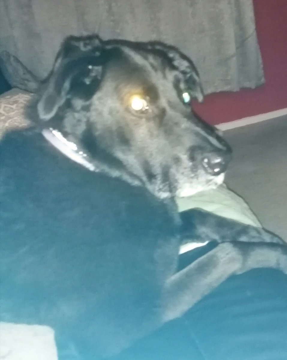 KimTurn13719507's tweet photo. One terrified dog, my neighbours are having fireworks tonight and teaks doesn't know where to hide. #protectourdogs 😒 https://t.co/wlc6SvK9zK