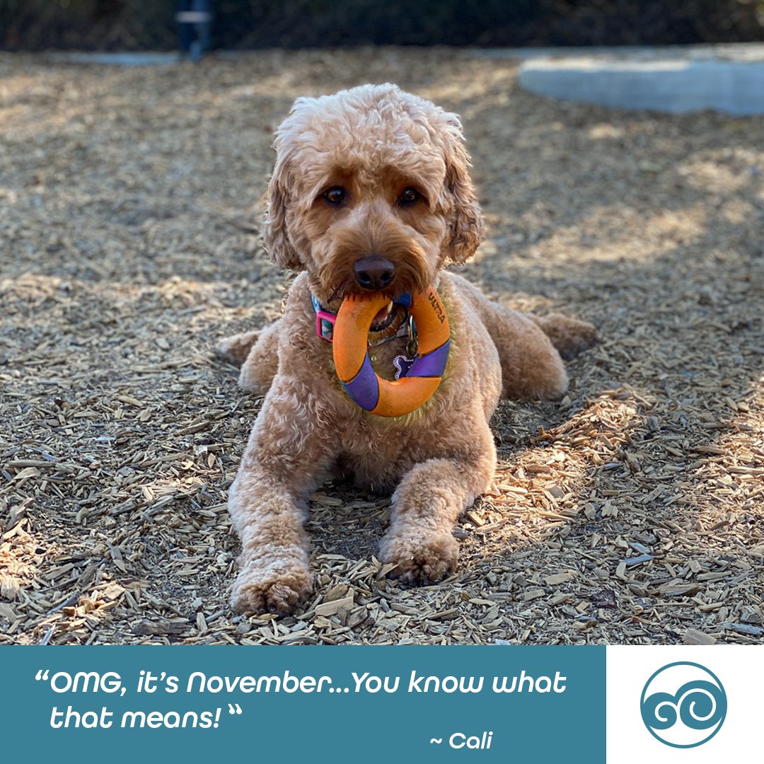 DoodCrew's tweet photo. OMG, it's November already....You know what that means!" ~Cali
#doodcrew #dog #dogs #pets #petstagram #goldendoodle #bestdog #dogsoftwitter #PawsUp https://t.co/hFBWizuu0A