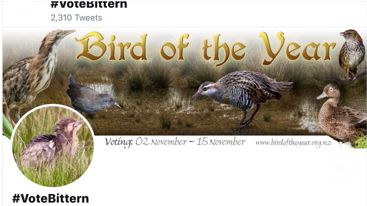 votebittern's tweet photo. Wetland lovers around the World
It’s time to get to the pooling stations and vote for us swampy birds . 5 Votes
#VoteBittern ~Mataku
#VoteFernbird ~Mãtãtã
#VotePateke ~Brown Teal
#VoteSpotless Crake~ pūweto
#Vote another wetland bird of your choice https://t.co/MiH2t5xZiZ