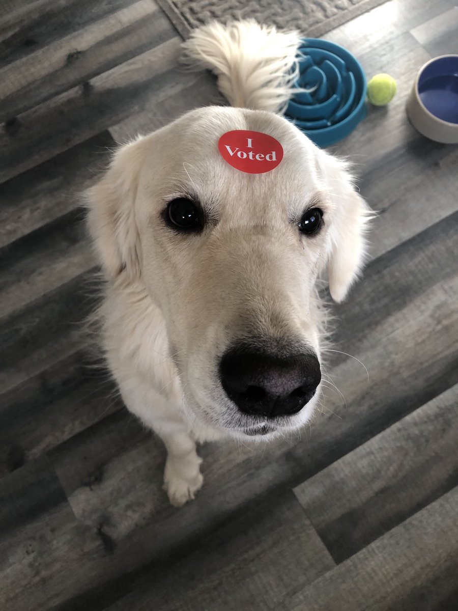 eric_dick's tweet photo. Huge canine turnout in St. Paul. https://t.co/p7W03Yacnd