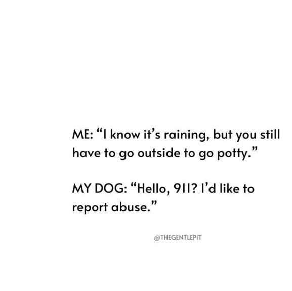 vdogfood's tweet photo. Who else can relate? ππ
π· @thegentlepit
-
-
#vdog #kindkibble #vegandogs #vegandogfood #vegandogtreats #adoptdontshop #dogsofinstagram #dogjokes #rainraingoaway #dogsareawesome #pottybreak https://t.co/4dhCu25C9n