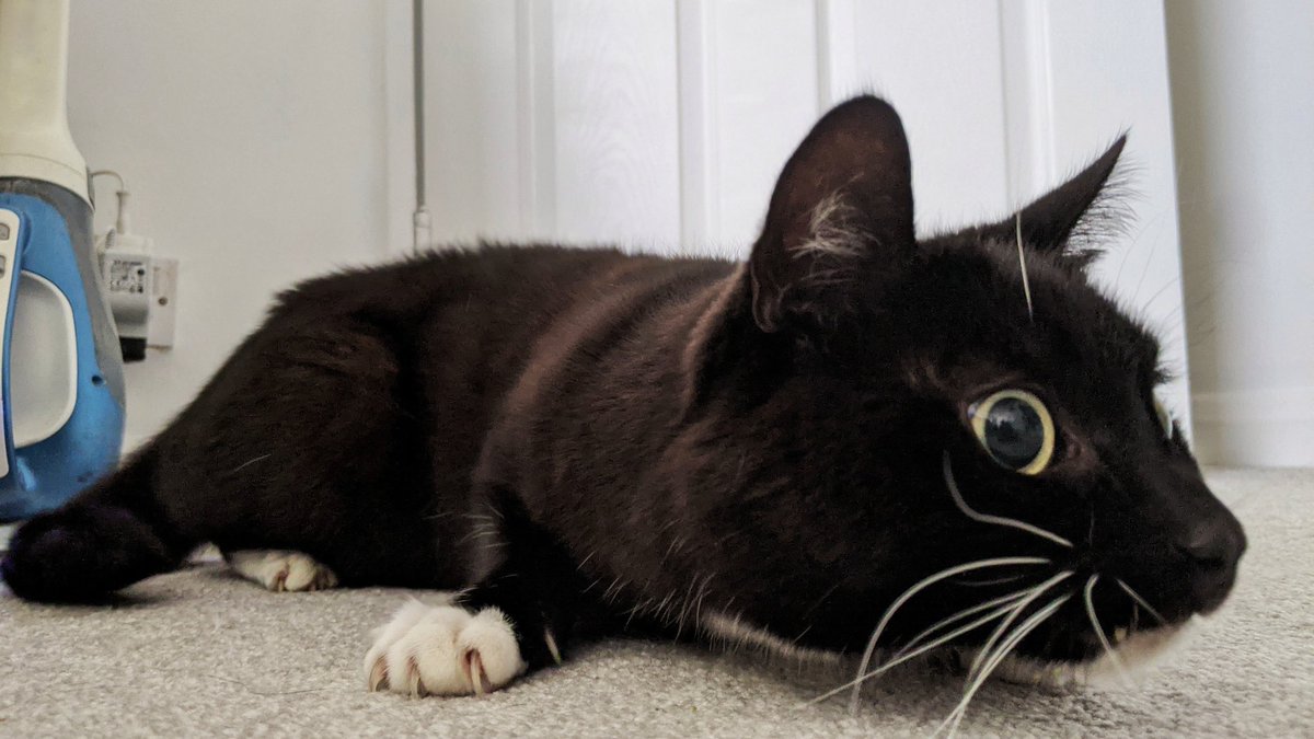 CuriousZelda's tweet photo. Results are in
There's no dispute
I can confirm
I have a snoot https://t.co/REYAQktUF9
