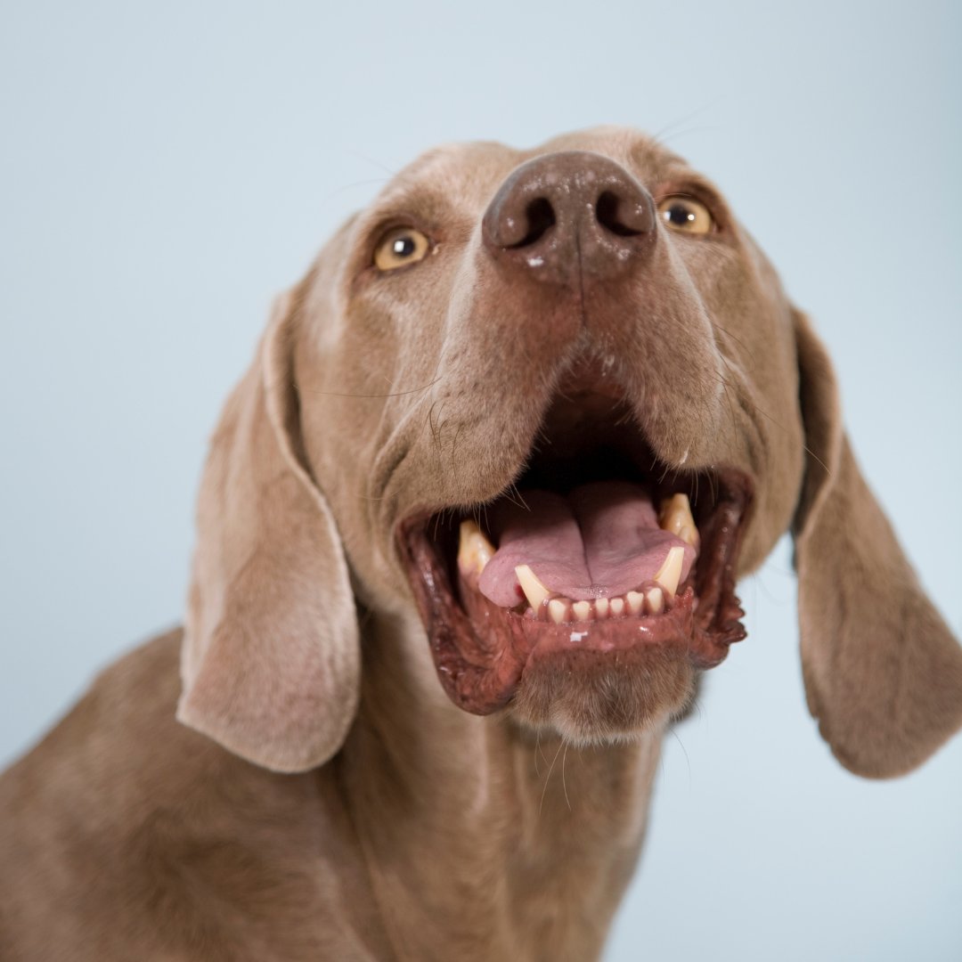 WeimClubAmerica's tweet photo. In search of a treat for your #weimaraner that is gentler on their teeth? Instead of just adding water to an ice cube tray, add in some Knox Gelatin and Beef Boullion. It's not only softer, but it's a delicious treat for your sweet friend!
#tuesdaytip #weimlife #doghacks https://t.co/ZMKgB2BSKk
