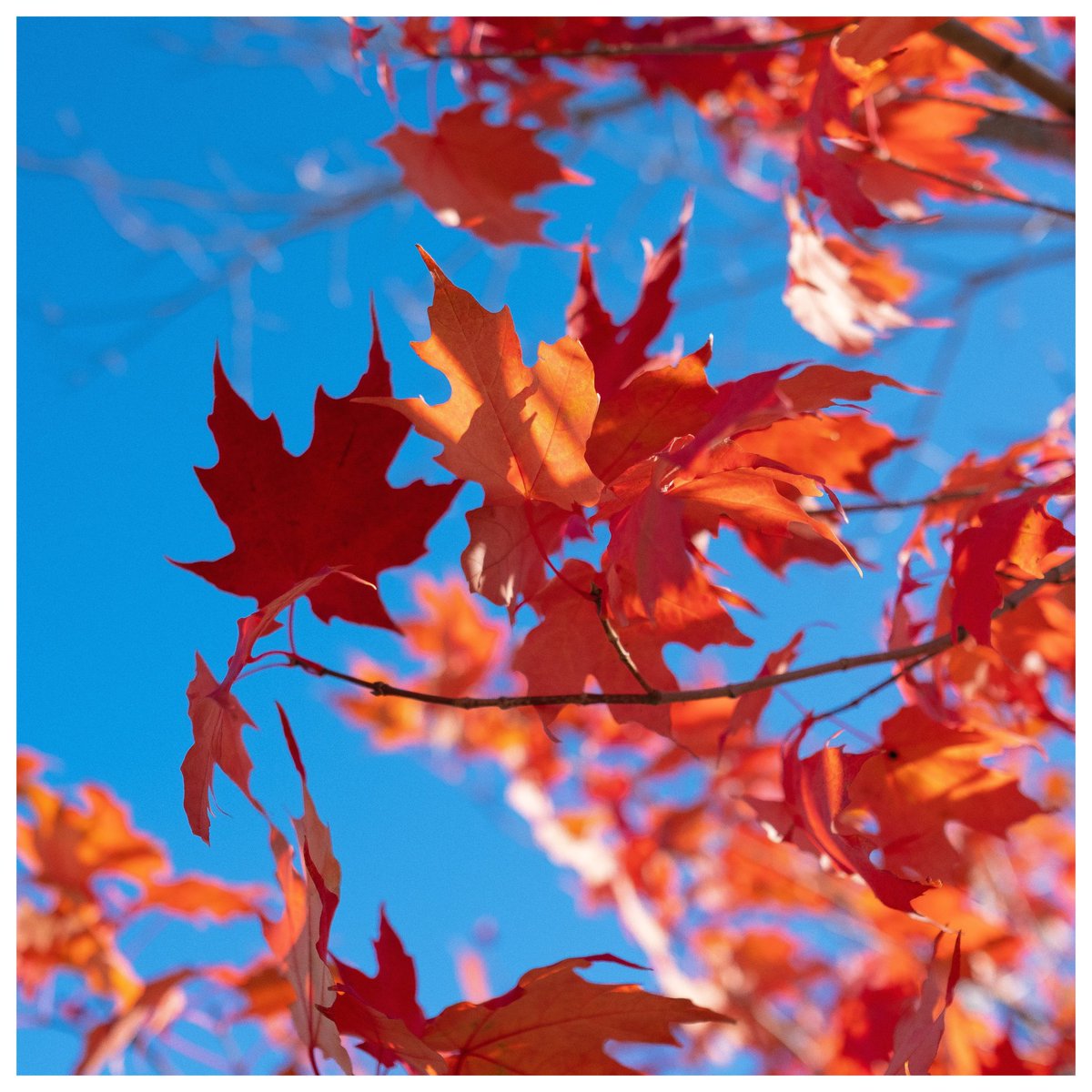 Autumn is almost finished ! #fujifilm_xseries