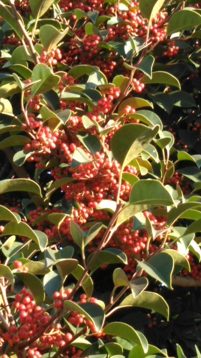 猫の通路 ねこつう No Twitter 猫の通路の植物系 ごきげんラヂオ クロガネモチ 葉っぱのギザギザがなくて 少し葉っぱの厚みがあり 赤い実がつく しばしば庭木として用いられ 比較的都市環境にも耐えることから 公園樹 あるいは街路樹として植えられる