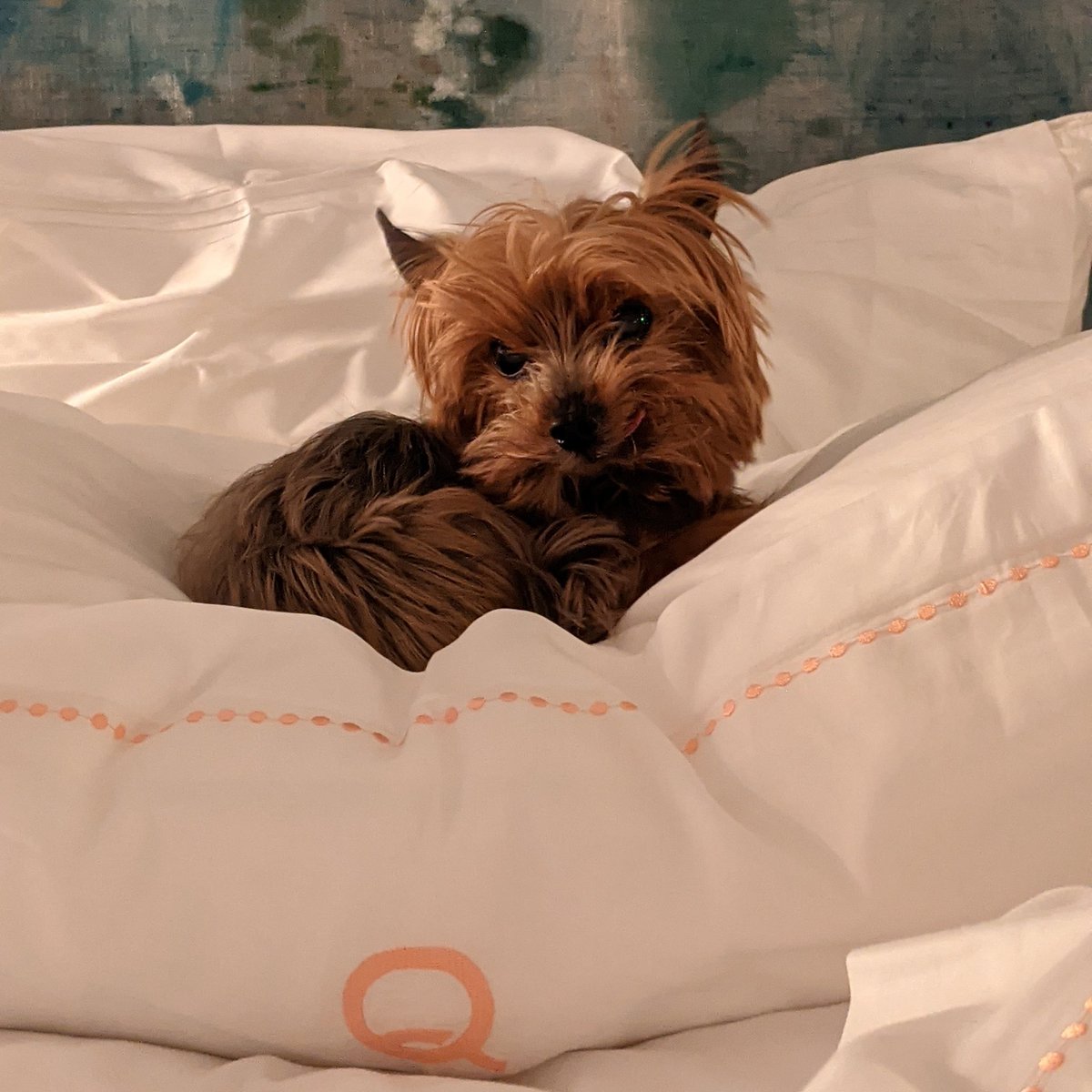 SteveDuttonPR's tweet image. 