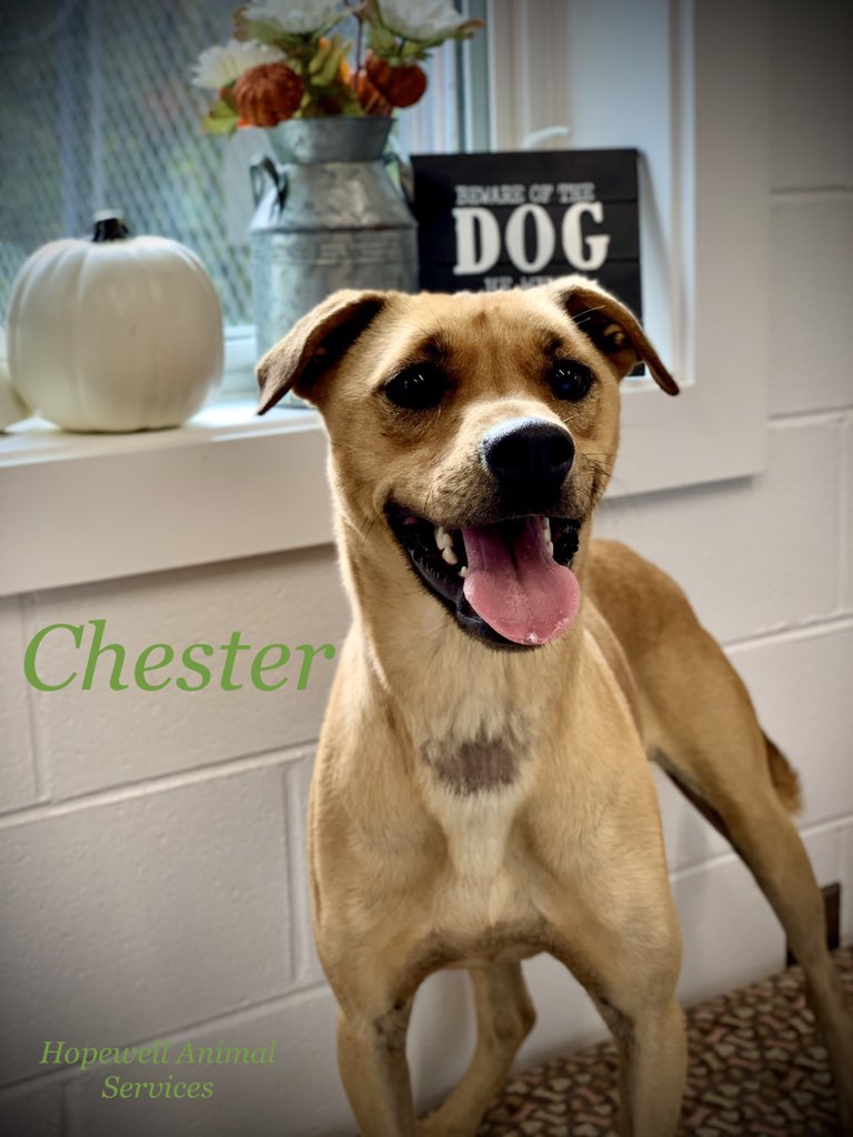 animal_hopewell's tweet image. 🍁Fall into love with Chester🍁
Chester is a medium size pup that would love a home where his family is active and would include him in their adventures. 
If you are interested in meeting Chester, give us a call at 804-541-2204. 
#k9adventures #mediumsize #longwalks #makemefamily