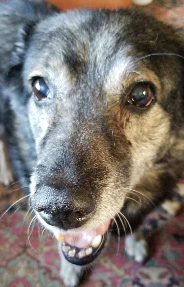 Pox Holiday tweet media