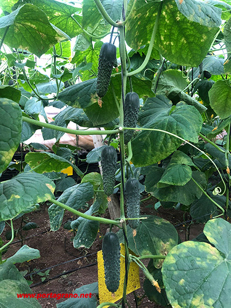 Portagrano's tweet photo. 🆕La nueva variedad Akasya de Bejo es un #pepino tipo español para trasplantes de agosto con buen vigor y alta calidad de fruto. Destaca por su color verde oscuro intenso acompañado de espinas muy marcadas y fuertes y frutos de larga poscosecha
https://t.co/TQdsDZv4oS
#BejoSeeds https://t.co/ulnCJi0HdE