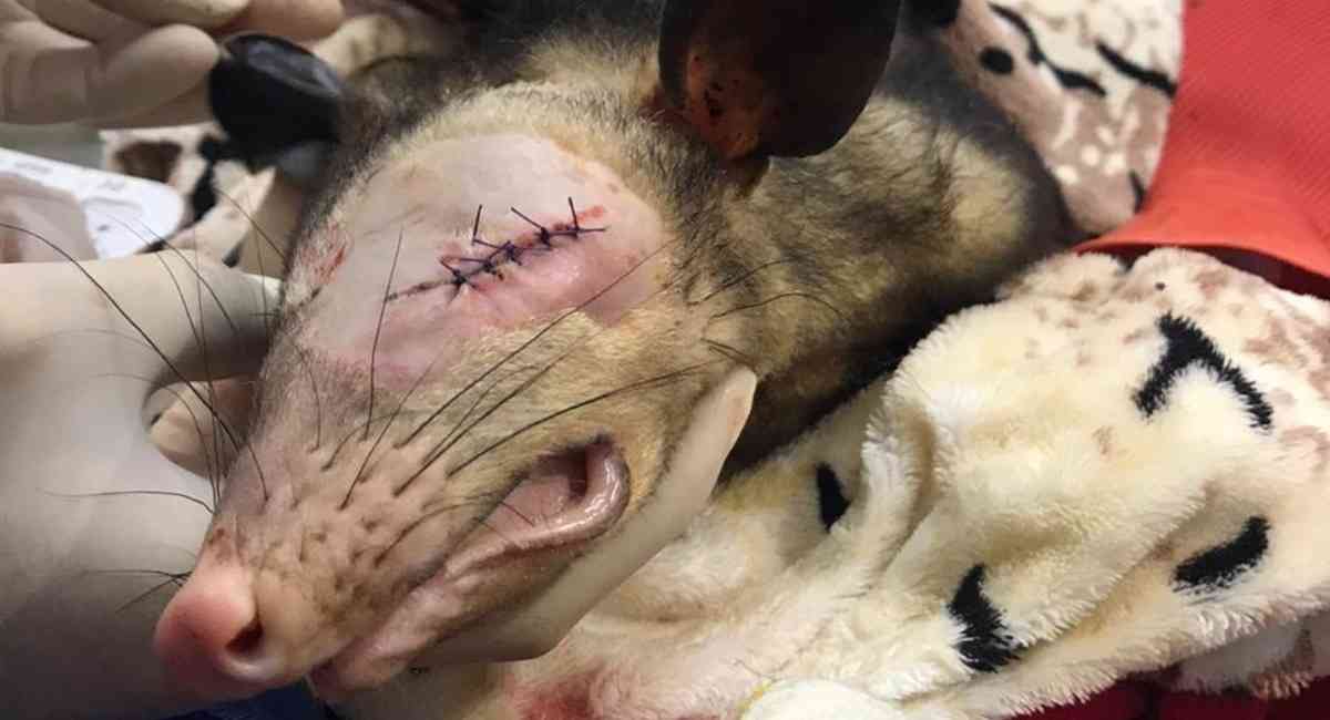 No hay derecho: Apedrearon a zarigüeya embarazada en Antioquia. El marsupial no solo perdió a sus crías, también uno de sus ojos producto de la brutal agresión con piedras por parte de algunos habitantes del municipio de Marinilla. 
Más detalles: cutt.ly/IgSxJUZ