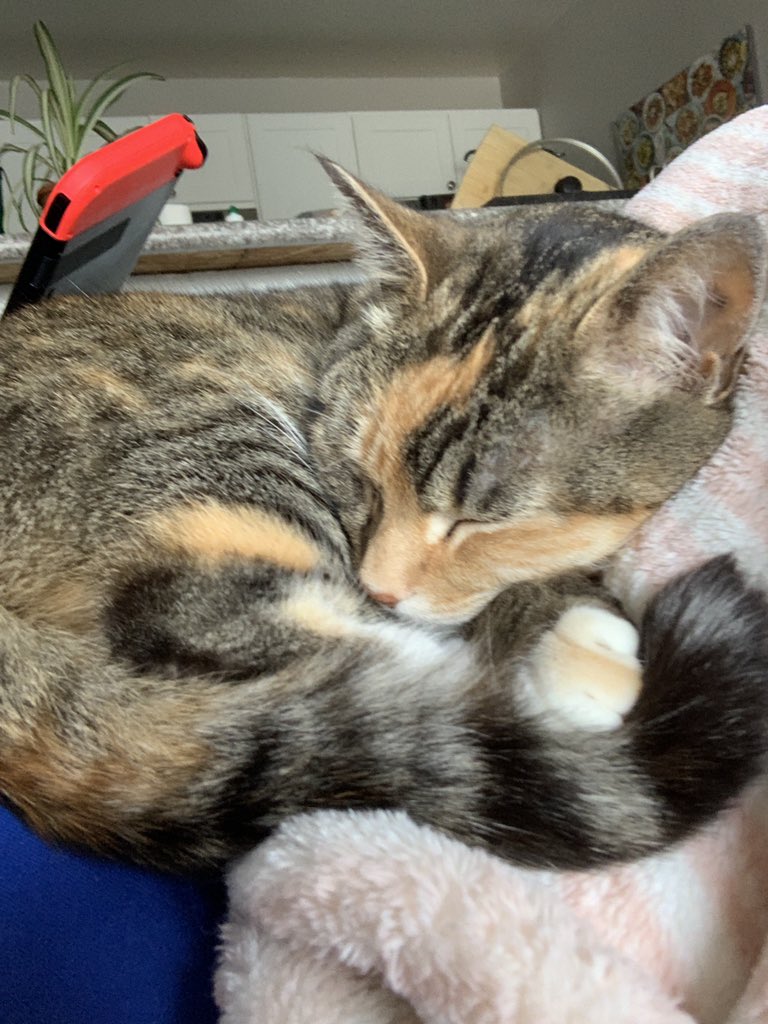 chemistbakery's tweet photo. @Chemjobber Nebula, or Nebbie for short, has been with me since grad school https://t.co/mS1Fsg1wU2