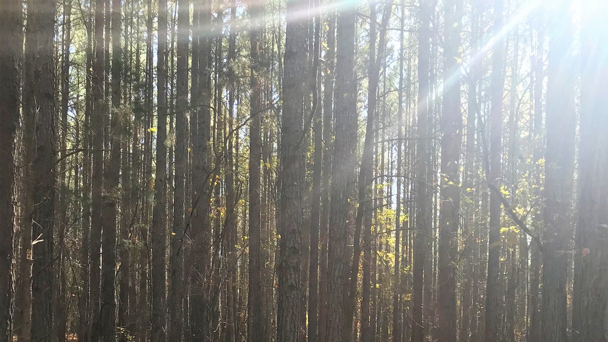HSC_CC's tweet photo. The Wilson Trail is spectacular! It's a great day for a run!
#itsalwaysagreatdayforarun https://t.co/x6aPIxDVMi