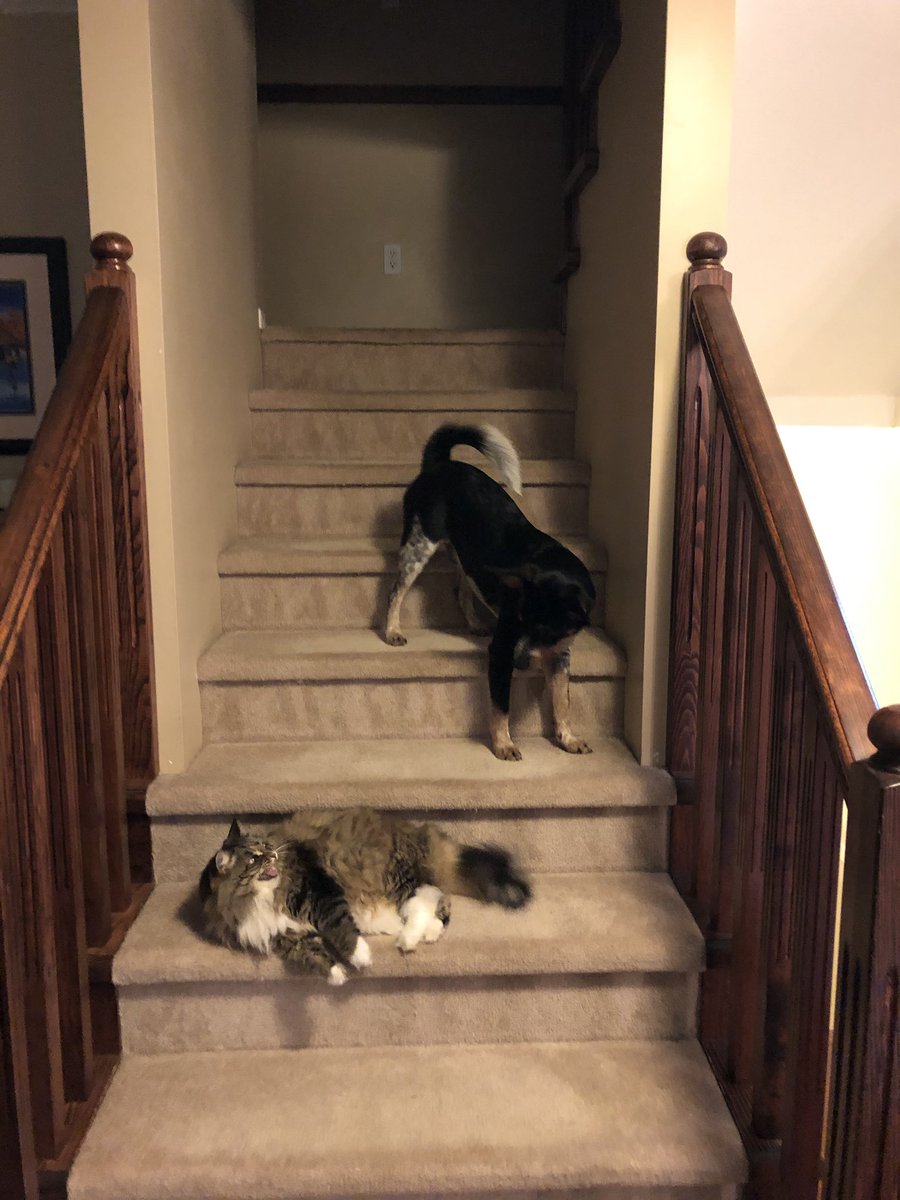 bnewb's tweet photo. You shall not pass! https://t.co/ml3A25cBJZ