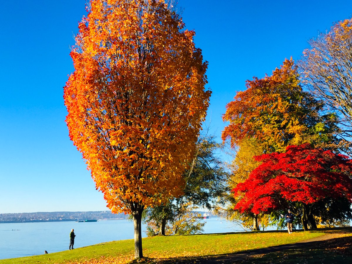 FrankStebner's tweet photo. Fall colours on Beach Ave at Stanley Park entrance. @VIAwesome @DailyHiveVan @GlobalBC https://t.co/T6tZ46jJQW