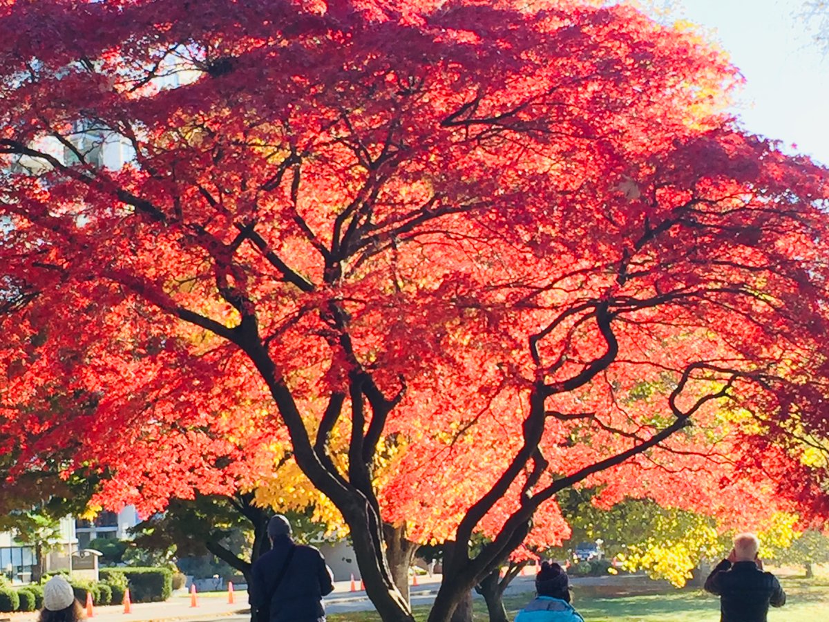 FrankStebner's tweet photo. Fall colours on Beach Ave at Stanley Park entrance. @VIAwesome @DailyHiveVan @GlobalBC https://t.co/T6tZ46jJQW