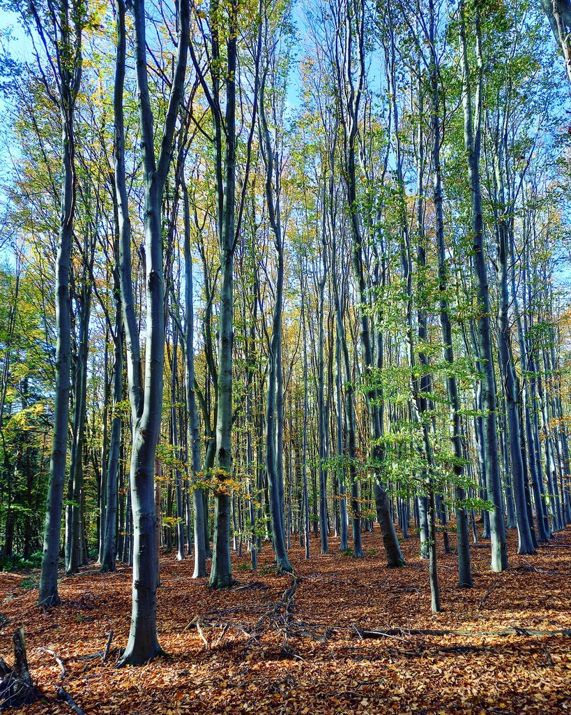 1 heure _ 1 km
#foret #automne #autumn #bellevilleencaux #paysdecaux #terroirdecaux #shareseinemaritime #terroirdecauxtourisme #forest #1heure1km