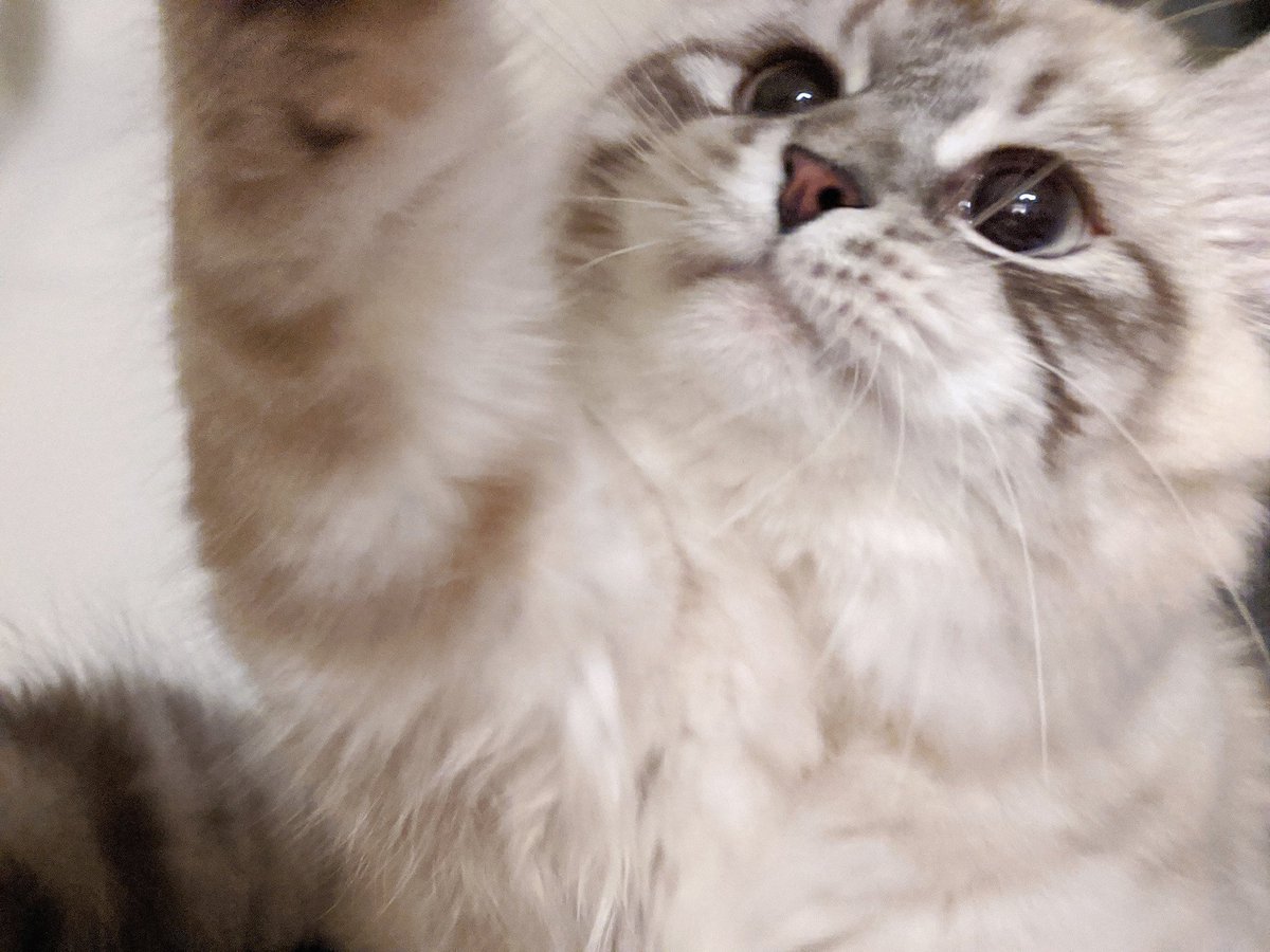 KukusDiary's tweet photo. 🎊I'm finally 1 year old!!!🎉😼 I had the best bday ever! https://t.co/NFv0iCsJWu I ate good and got tons of new toys!🙀
#cat #CatsOfTwitter #1stbirthday #catsbirthday #bithday #birthdaywishes #cats #catsofinstagram #tuesdayvibe #TuesdayShoutout #cute #cutenessOVERLOAD https://t.co/BevQbiUxHP