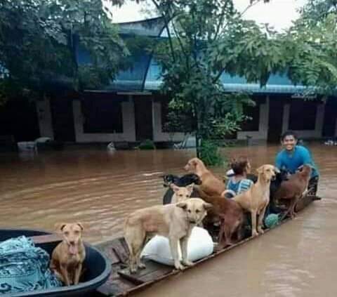 los nicaragüenses no abandonamos a nuestros pequeños, también ellos son importantes❤️🐾🐶