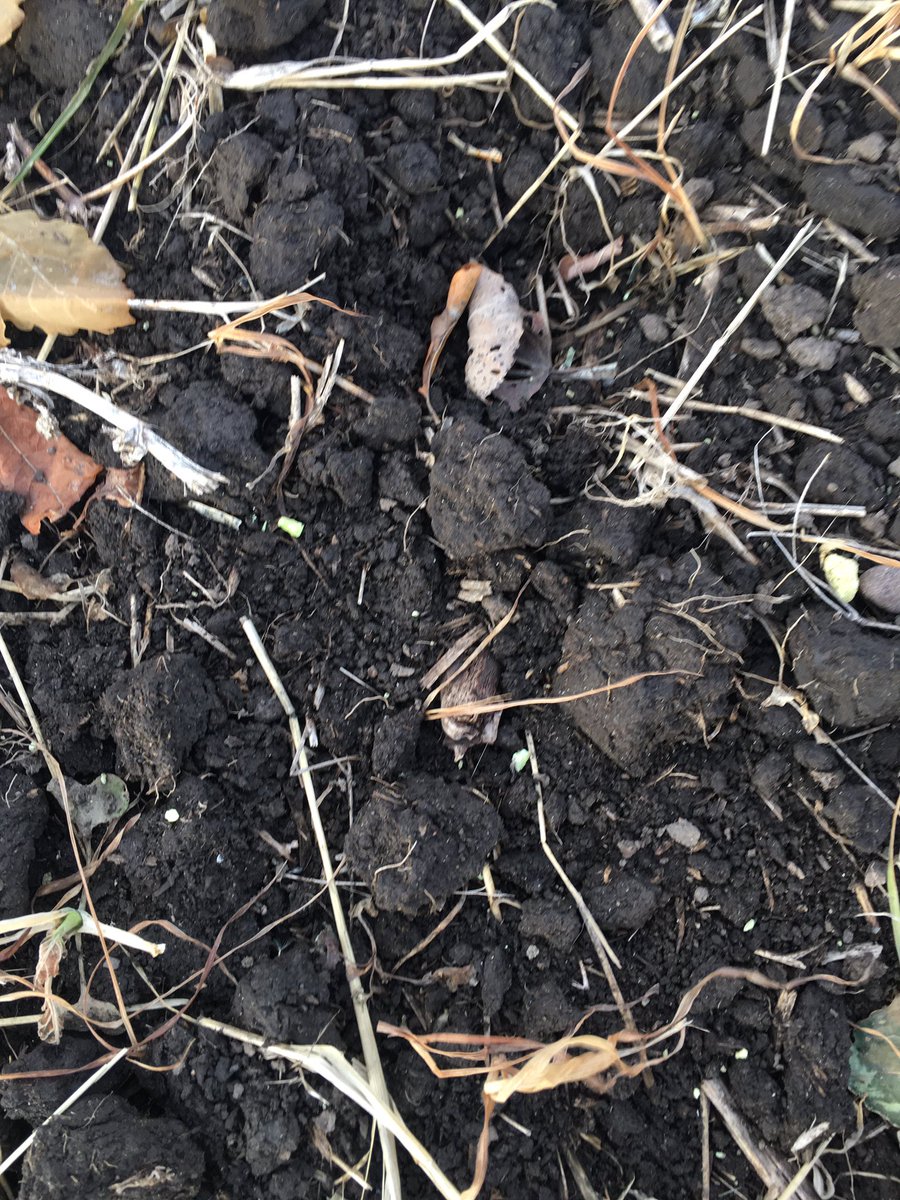 It’s one of the last good days to spread BioSul. The big freeze is coming.. BioSul is a sulphur fertilizer made of of waste products using elemental S and compost. Blended right here in FSJ.  This customer won’t need  any S for the next 5 years.